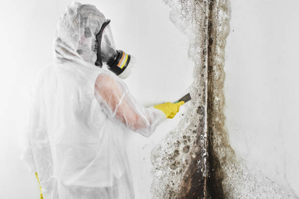 Best Mold Remediation for Healthcare Facilities  in Arnold, CA