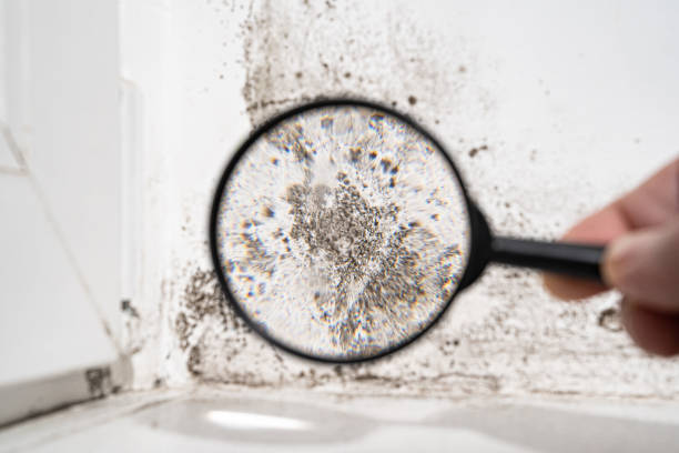 Best Mold Prevention Services  in Arnold, CA